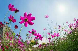 lindo Rosa cosmos com Sol luz em azul céu fundo, foto