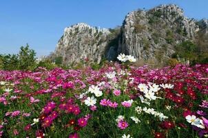 lindo cosmos flores florescendo dentro cosmos campo foto