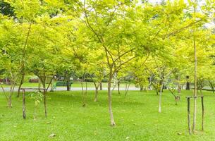 lindo flores dentro cheio flor e uma lindo ponte dentro a parque do Bangkok, tailândia. foto