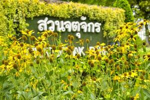 sinais e flores dentro chatuchak parque foto