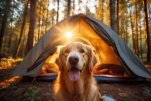 dourado retriever cachorro acampamento dentro madeiras dentro frente do barraca com natureza fundo e manhã luz solar, generativo ai foto