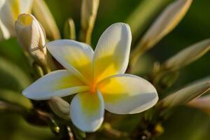 Maravilhoso branco e amarelo perfumado Flor a partir de uma plumeria arbusto dentro uma recorrer a partir de Egito macro Visão foto