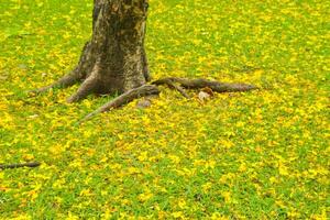 queda flores debaixo uma lindo árvore dentro a parque, Bangkok, Tailândia foto