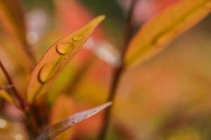 macro de gota de chuva nas folhas no fundo da natureza do jardim foto