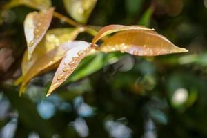 macro de gotas de chuva nas folhas no fundo da natureza do jardim foto