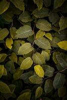 verde e amarelo japonês knotweed plantar folhas dentro outono temporada, amarelo fundo foto