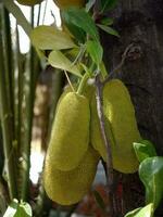 fechar acima lindo forma do verde jacas suspensão em a árvore, jack árvore, tropical frutas, científico nome artocarpo heterófilo foto