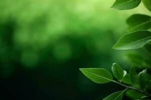 fresco natureza Visão do verde folha em borrado vegetação fundo dentro jardim com cópia de espaço usando Como uma fundo, natural verde plantas panorama. ai gerado foto