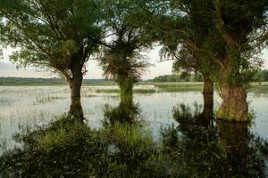 panorama do uma inundado Prado com árvores dentro a primeiro plano. árvores dentro a água Segue a inundar Como uma resultado do global aquecimento. foto