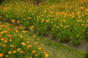 campo do laranja flores dentro chatuchak parque, Bangkok, Tailândia foto