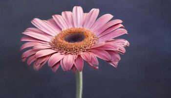 beleza dentro natureza gerbera margarida, solteiro flor, verão, fechar acima gerado de ai foto