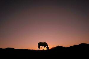 silhueta de cavalo na zona rural e belo fundo por do sol foto