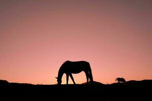 silhueta de cavalo na zona rural e belo fundo por do sol foto