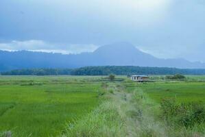 chá jardim dentro a área do montar kerinci, jambi, Indonésia foto