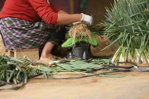 loncang agricultores estão limpeza e escovar onclang para estar vendido às a mercado foto