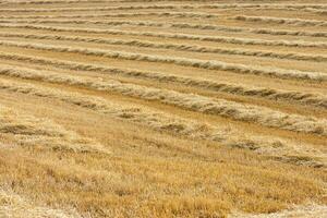 amarelo trigo campo ceifada depois de colheita foto