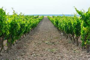 vinhas com uvas para faço vinho dentro a campo foto