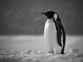 a imponente marcha do a imperador pinguim dentro Antártica foto