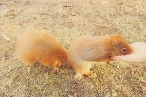 pequeno vermelho esquilo animal carmim dentro outono com mão nozes dentro a parque foto