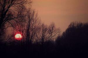 inverno pôr do sol panorama com vermelho céu e sem folhas árvores foto