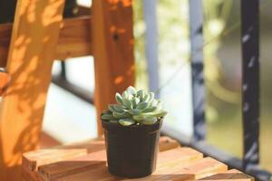 cacto em vaso com flor. conceito de decoração de plantas em casa. foto