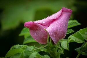 fechar-se do selvagem Rosa Rosa Mosqueta Flor em uma arbusto com verde folhas coberto dentro chuva gotas vista lateral em Sombrio bokeh fundo foto