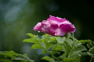 selvagem Rosa Mosqueta Flor em uma arbusto com verde folhas coberto dentro chuva gotas em Sombrio bokeh fundo foto