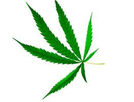 folha de cannabis planta medicinal verde foto