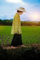 mulher agricultora olhando mudas de arroz verde foto