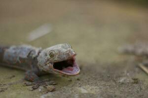 uma foto do uma lagartixa com Está boca aberto