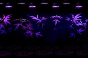 planta muda de cannabis crescendo em vaso com luz led de crescimento foto