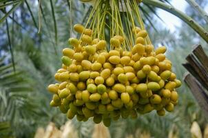 amarelo fresco encontro Palma fruta em a plantar dentro a jardim, fechar-se tomada. foto