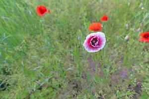 imagem do papoula campo dentro flor durante a dia foto