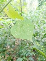 bela folha verde foto