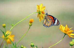 danaidae borboleta aterrissagem em cosmos flor foto