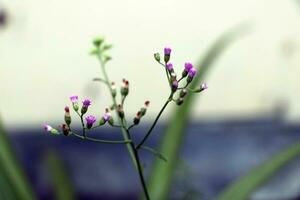 ciantílio cinereum pequeno branco e roxa Relva flores Além disso conhecido Como pequeno erva de ferro e poovamkurunnila, vernônia cinerea foto