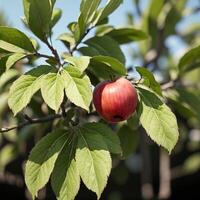 maçã em uma árvore, fruta. ai generativo foto