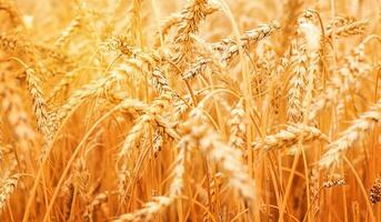 campo do maduro trigo.colheita conceito. foto