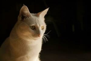 fofa branco gato brilho do sol foto