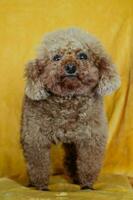 Castanho poodle cachorro animal foto