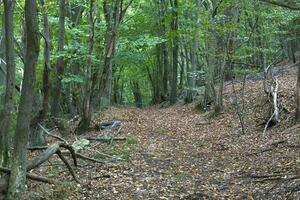 árvores e plantas do uma verdejante floresta dentro liguria dentro a Primavera meses do 2022 foto