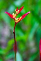 flor ave do paraíso, flor heliconia foto