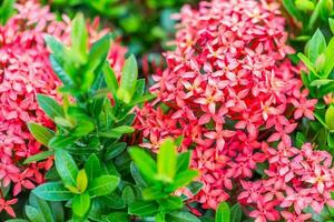 ixora vermelho flor foto