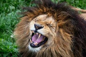 africano leão rugindo com aberto boca foto