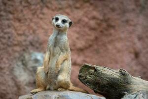 suricata em pé em uma guarda. curioso meerkat suricata suricata. foto