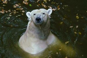 polar Urso natação dentro a Sombrio água foto