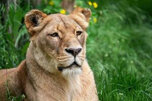 katanga leão ou sudoeste africano leão, Panthera leo bleyenberghi. leoa dentro a grama. foto