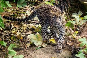 filhote de leopardo do sri lankan, panthera pardus kotiya foto