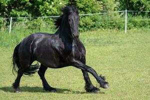 frisão cavalo corrida dentro a Prado foto