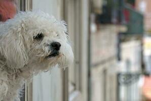 cachorro com branco pele olhando Fora do uma janela dentro Lisboa, Portugal foto